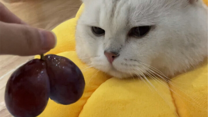 “Mãi Mất Đi Trứng Của Ta”