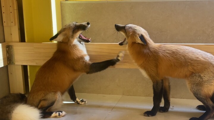 Brother Fox Got Scolded Badly by His Little Sister