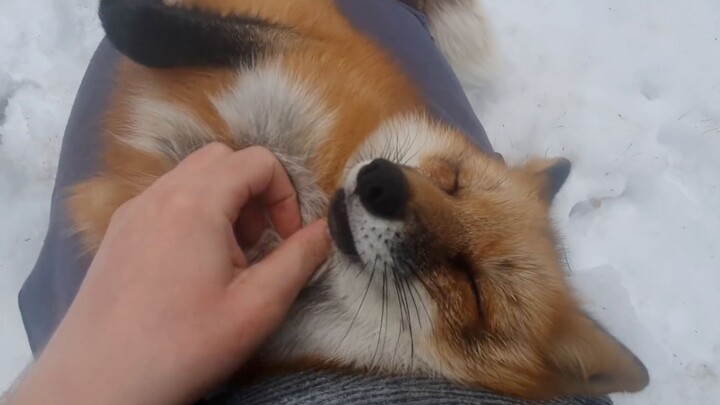 Hug the little fox (つ´ω`)つ