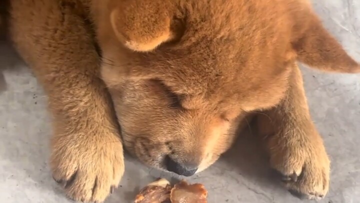 Anak anjing: Ternyata, aroma daging yang kudengar dalam mimpi itu memang nyata～