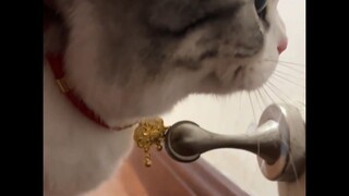 Meow: Waktu kamu beli, kamu nggak bilang kalau itu terbuat dari emas? Ada apa?