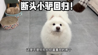 It will be difficult to gain a puppy's trust again after you break its toys once!