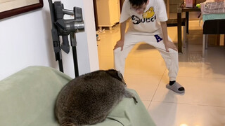 Raccoon weight loss #LittleRaccoon #CutepetDebutPlan