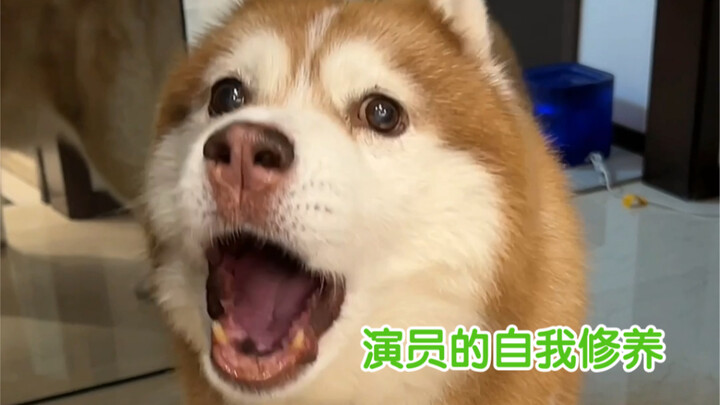 ก็อย่างที่ว่าแหละ แม่เป็นนักแสดง ลูกสาวก็ต้องไม่ธรรมดาแน่… ฮาหลี่ลู่มีผู้สืบทอดแล้ว!