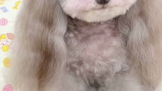 การดูแลประจำวันของน้องหม่าลี่