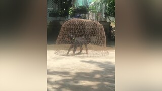 Chơi vậy rồi ai chơi lại funny thúcưng chócute dogs