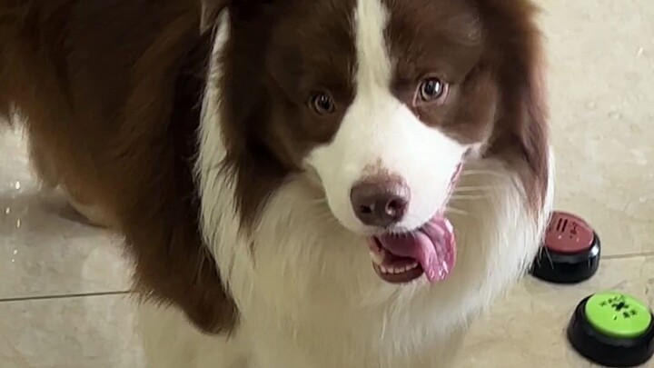 The Puppy’s Hospitality~ (Overall, it’s Still Very Well-Behaved)