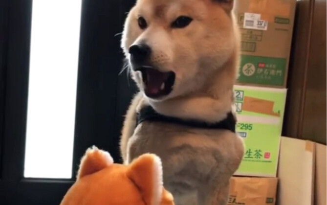 Có thể thấy chú chó Shiba đã thực sự nghiêm túc rồi.