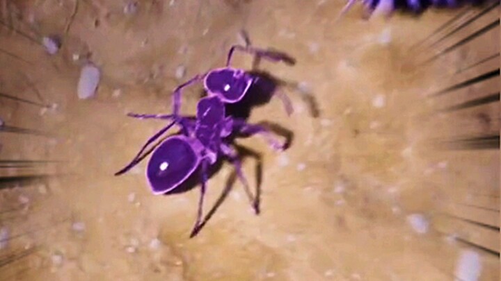 แย่แล้ว! แม่ปลวกดันออกลูกเป็นปลวกซอมบี้