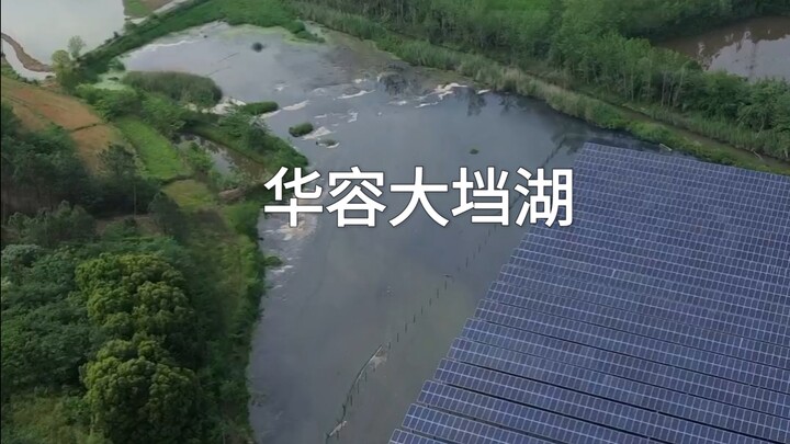 Fish and shrimp are wiped out, rice seedlings in drained fields develop rotten roots and die—so many