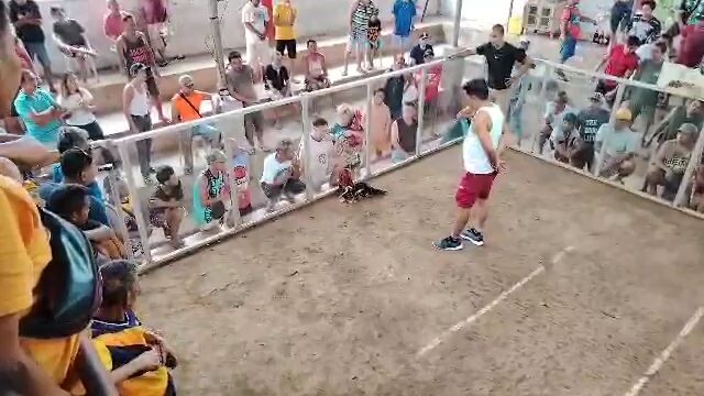 5k Sweeter 3 wins at Cantabaco Cockpit Arena 1x winner 🔥