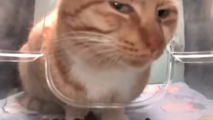 Side eye cat