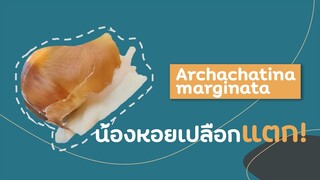 [เลี้ยงหอยทาก]EP2 น้องหอยทากเปลือกแตก! | Albino Archachatina marginata