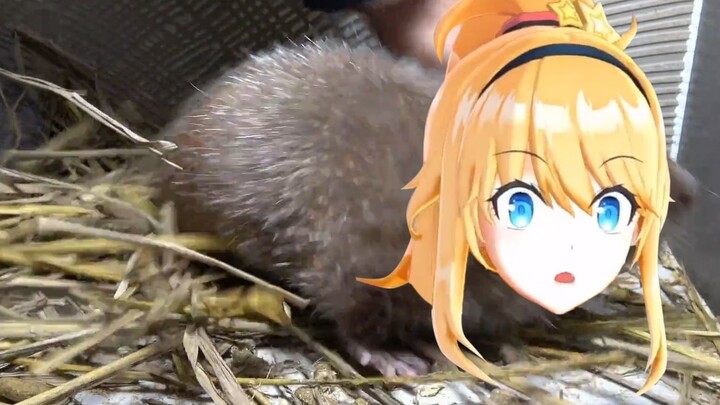 [Hua Nong Songstress] Yizhen puts on weight in autumn