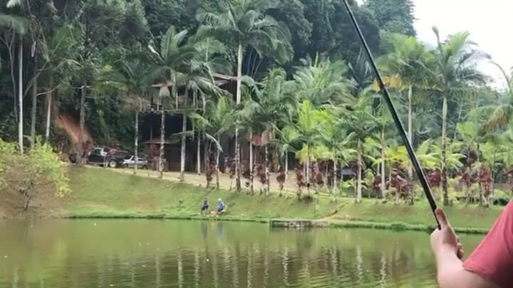 Câu cá