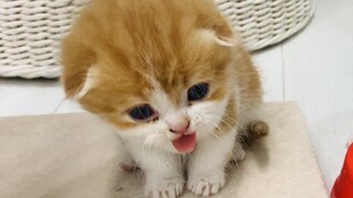 ทุกคนอย่าปล่อยให้ลูกแมวน้อยวิลลี่กิน