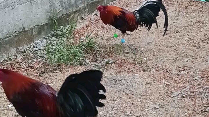 SweaterGilmore X SuperSweater Mag ama