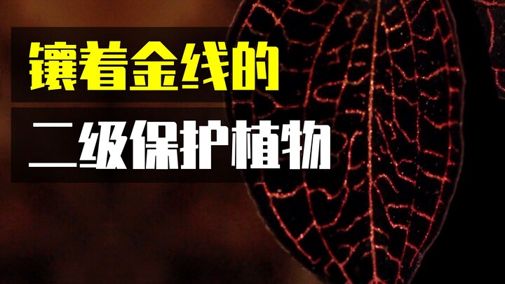 来看看你身边藏着多少国家保护植物？