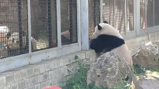 Panda Channel | Panda Eating Bamboo & Chatting With His Sisters