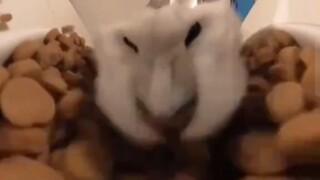 A cat-petting method that's gone viral overseas...