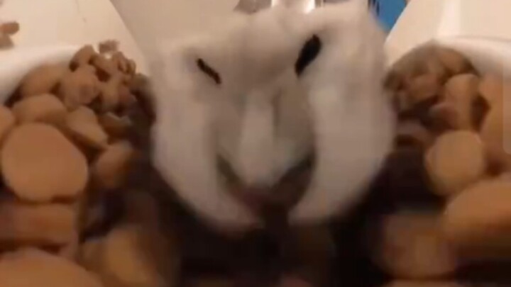 A cat-petting method that's gone viral overseas...