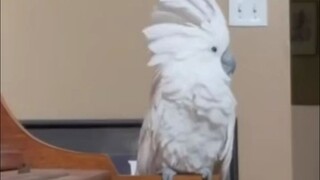 الببغاء يشبه إحدى الجواري المجنونة في القصر المهجور