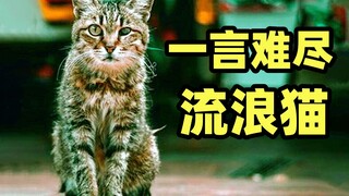 The most controversial animal topic: What should we do about stray cats?