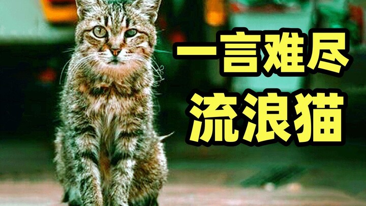 أكثر المواضيع الحيوانية إثارة للجدل: ماذا ينبغي علينا فعله تجاه القطط الضالة؟