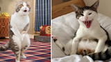 Funniest Cat Videos That Will Make You Laugh 8 Funny Cats
