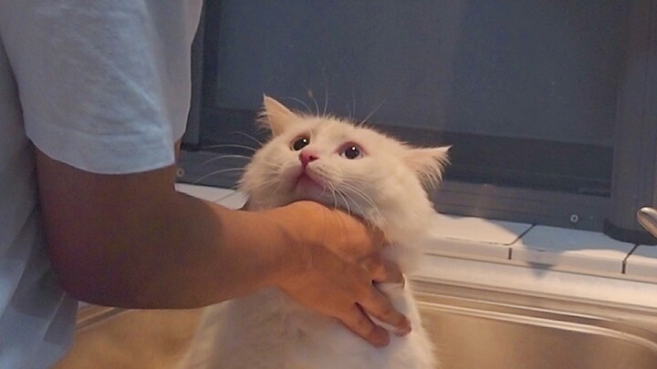 Best Cat Video Of The Year 2018