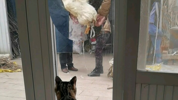 When my cat witnesses a chicken being slaughtered…