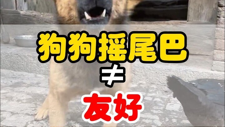 Does a dog wagging its tail mean it's friendly? Even when it bites, it wags its tail! Behavioral Ana
