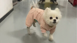 A dog with a good figure is called a peach, and a smart dog doesn't have hair.