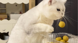 If your hands aren't enough, your mouth will have to step in—resulting in a big showdown.