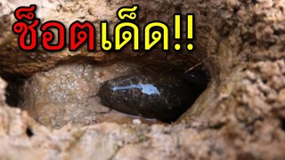 ช็อตที่ไม่ควรพลาด!! เมื่อปลาไหลใหญ่หลุดเบ็ด มีวิธีเอาขึ้นจากรูไม่ยาก