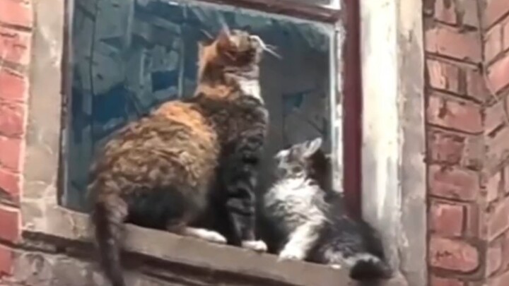 حب الأم القطة المفرط ❤️ الإنقاذ