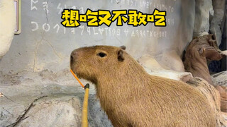Those socially anxious capybaras in the zoo!
