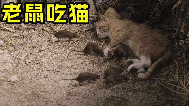 “Tikus Makan Kucing” — Tikus-tikus ini Benar-Benar Menakutkan!