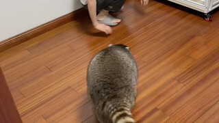 给我头撞个大包（浣熊日常）