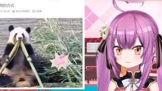 Dragon Girl watched the panda animation but referred to the panda as a cat
