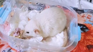 [Caramel Mouse] The full-level companion mouse, Mouse Mouse accompanied me to the cinema to watch "C