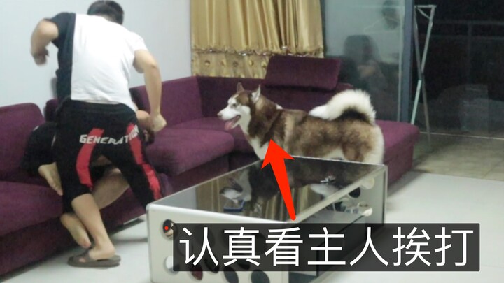 The owner got into a fight with someone, and the German Shepherd happily watched the scene!