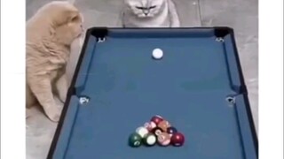 even cats cheats