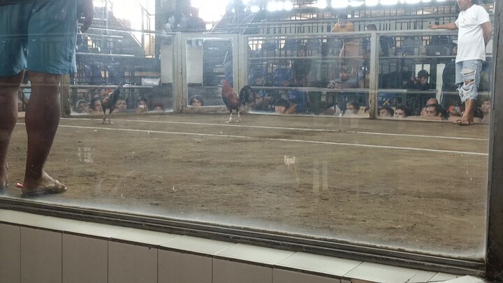 1st fight dalusapi win apak Tari lang