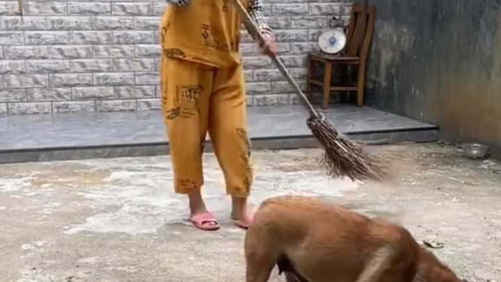 Chủ nhân đang quét sân, chú chó đang ăn sợ làm bẩn thức ăn nên đã lặng lẽ đậy nắp lại