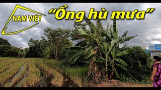 Lo đi hái rau vì ổng hù chuyển mưa đen trời - Nam Việt 1652