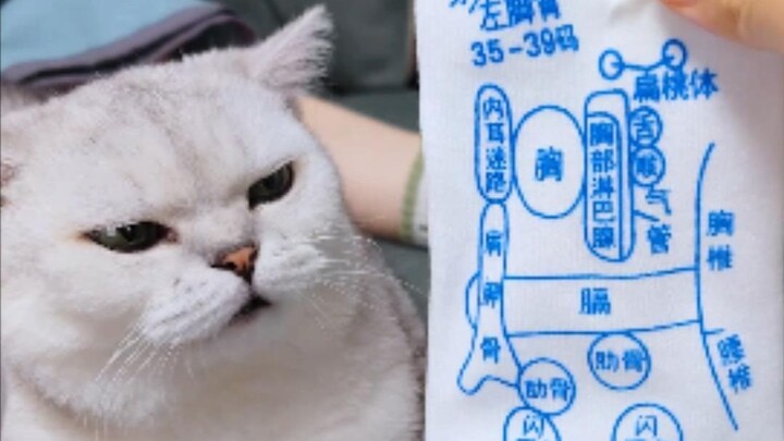 The paper-shell walnuts have really thin shells—absolutely not because I’m in pain!