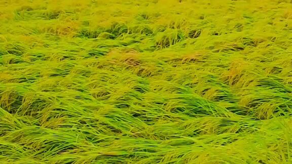 🔥 General Reach