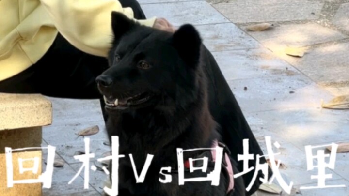 The Two Mental States of Returning to the Village vs. Returning to the City