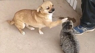 Even puppies can't resist petting cats!